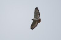 LBL1802266-1200  Augur Buzzard, Buteo augur. © Leif Bisschop-Larsen / Naturfoto