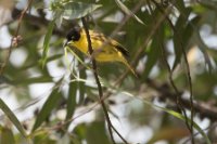 LBL1802316-1200  Baglafecht Weaver, Ploceus baglafecht. © Leif Bisschop-Larsen / Naturfoto