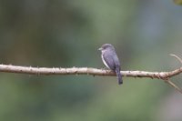 LBL1802319-1200  African Dusky Flycatcher, Muscicapa adusta. © Leif Bisschop-Larsen / Naturfoto