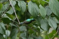 LBL1802350-1200  Regal Sunbird, Cinnyris regius. © Leif Bisschop-Larsen / Naturfoto