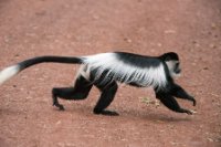 LBL1802388-1200  Mantled Guereza (Guereza Colobus), Colobus guereza. © Leif Bisschop-Larsen / Naturfoto