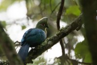 LBL1802400-1200  Black-billed Turaco, Tauraco schuettii. © Leif Bisschop-Larsen / Naturfoto