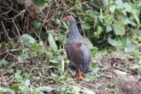 LBL1802412-1200  Handsome Francolin, Pternistis nobilis. © Leif Bisschop-Larsen / Naturfoto