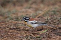 LBL1802415-1200  Golden-breasted Bunting, Emberiza flaviventris. © Leif Bisschop-Larsen / Naturfoto