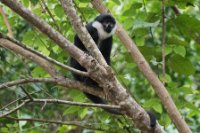 LBL1802488-1200  L'Hoest's Monkey, Cercopithecus l'hoesti. © Leif Bisschop-Larsen / Naturfoto