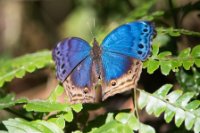 LBL1802510-1200  Butterfly, Bwindi Forest. © Leif Bisschop-Larsen / Naturfoto