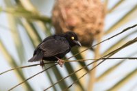 LBL1802578-1200  Vieillot's Black Weaver, Ploceus nigerrimus. © Leif Bisschop-Larsen / Naturfoto