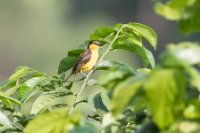 LBL1802628-1200  Black-necked Weaver, Ploceus nigricollis. © Leif Bisschop-Larsen / Naturfoto