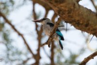 LBL1802644-1200  Woodland Kingfisher, Halcyon senegalensis. © Leif Bisschop-Larsen / Naturfoto