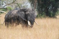 LBL1802668-1200  Bush Elephant, Laxodonta africana. © Leif Bisschop-Larsen / Naturfoto
