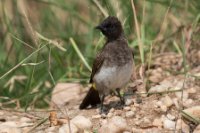 LBL1802669-1200  Common Bulbul, Pycnonotus barbatus. © Leif Bisschop-Larsen / Naturfoto