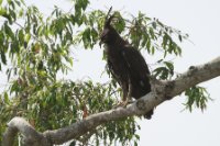 LBL1802678-1200  Long-crested Eagle, Lophaetus occipitalis. © Leif Bisschop-Larsen / Naturfoto