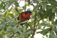 LBL1802688-1200  Black-headed Gonolek, Laniarius erythrogaster. © Leif Bisschop-Larsen / Naturfoto