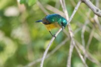 LBL1802695-1200  Collared Sunbird, Hedydipna collaris. © Leif Bisschop-Larsen / Naturfoto