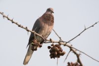 LBL1802702-1200  Laughing Dove, Spilopelia senegalensis. © Leif Bisschop-Larsen / Naturfoto