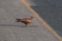 LBL1802719-1200  Yellow-billed Kite, Milvus aegyptius. © Leif Bisschop-Larsen / Naturfoto