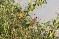 LBL1802737-1200  White-browed Robin-Chat, Cossypha heuglini. © Leif Bisschop-Larsen / Naturfoto