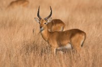 LBL1802745-1200  Kob, Kobus kob. © Leif Bisschop-Larsen / Naturfoto