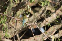 LBL1802757-1200  White-throated Bee-eater, Merops albicollis. © Leif Bisschop-Larsen / Naturfoto