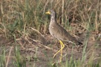 LBL1802766-1200  African Wattled Lapwing, Vanellus senegallus. © Leif Bisschop-Larsen / Naturfoto