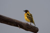 LBL1802788-1200  Black-headed Weaver, Ploceus melanocephalus. © Leif Bisschop-Larsen / Naturfoto