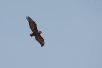 LBL1802790-1200  Bateleur, Terathopius ecaudatus. © Leif Bisschop-Larsen / Naturfoto