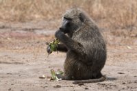 LBL1802811-1200  Olive Baboon, Papio anubis. © Leif Bisschop-Larsen / Naturfoto