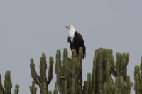 LBL1802821-1200  African Fish Eagle, Haliaeetus vocifer. © Leif Bisschop-Larsen / Naturfoto