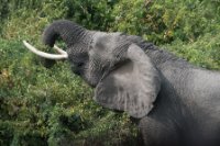 LBL1802843-1200  Bush Elephant, Laxodonta africana. © Leif Bisschop-Larsen / Naturfoto
