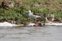 LBL1802849-1200  Black-winged Stilt, Himantopus himantopus. © Leif Bisschop-Larsen / Naturfoto