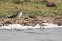 LBL1802852-1200  Ruff, Philomachus pugnax, Curlew Sandpiber, Calidris ferruginea, and Common Sandpiber, Actitis hypoleucos. © Leif Bisschop-Larsen / Naturfoto