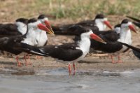 LBL1802877-1200  African Skimmer, Rynchops flavirostris. © Leif Bisschop-Larsen / Naturfoto