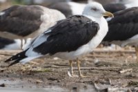 LBL1802916-ringA  18 year old Lesser Black-backed Gull, Larus fuscus. Ringed in Finland. © Leif Bisschop-Larsen / Naturfoto