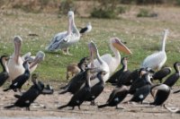 LBL1802930-1200  Great White Pelican, Pelecanus onocrotalus roosting with Pink-backed Pelican, P. rufescens and White-breasted (Great) Cormorant, Phalacrocorax lucidus/carbo. © Leif Bisschop-Larsen / Naturfoto