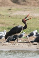 LBL1802936-1200  Saddle-billed Stork, Ephippiorhynchus senegalensis. © Leif Bisschop-Larsen / Naturfoto