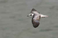 LBL1802939-1200  White-winged Tern, Chlidonias leucopterus. © Leif Bisschop-Larsen / Naturfoto