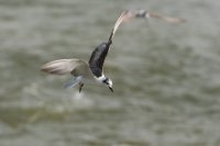 LBL1802947-1200  White-winged Tern, Chlidonias leucopterus. © Leif Bisschop-Larsen / Naturfoto