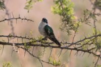 LBL1802990-1200  Diederik Cuckoo, Chrysococcyx caprius. © Leif Bisschop-Larsen / Naturfoto