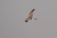 LBL1802997-1200  Pallid Harrier, Circus macrourus. © Leif Bisschop-Larsen / Naturfoto