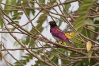 LBL1803016-1200  Violet-backed Starling, Cinnyricinclus leucogaster. © Leif Bisschop-Larsen / Naturfoto