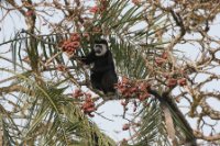 LBL1803031-1200  Mantled Guereza (Guereza Colobus), Colobus guereza. © Leif Bisschop-Larsen / Naturfoto