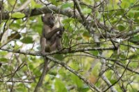 LBL1803039-1200  Olive Baboon, Papio anubis. © Leif Bisschop-Larsen / Naturfoto