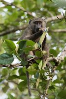 LBL1803043-1200  Olive Baboon, Papio anubis. © Leif Bisschop-Larsen / Naturfoto