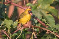 LBL1803075-1200  Northern Brown-throated Weaver, Ploceus castanops. © Leif Bisschop-Larsen / Naturfoto