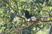 LBL1803117-1200  Black-and-white-casqued Hornbill, Bycanistes subcylindricus. © Leif Bisschop-Larsen / Naturfoto