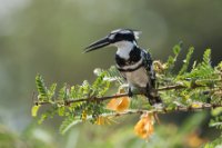 LBL1803165-1200  Pied Kingfisher, Ceryle rudis. © Leif Bisschop-Larsen / Naturfoto