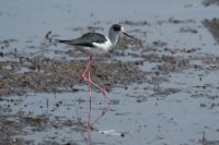 LBL1803176-1200  Black-winged Stilt, Himantopus himantopus. © Leif Bisschop-Larsen / Naturfoto