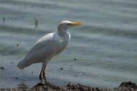 LBL1803182-1200  Cattle Egret, Bubulcus ibis. © Leif Bisschop-Larsen / Naturfoto