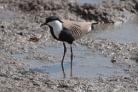 LBL1803187-1200  Spur-winged Lapwing, Vanellus spinosus. © Leif Bisschop-Larsen / Naturfoto