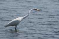 LBL1803204-1200  Great Egret, Ardea alba. © Leif Bisschop-Larsen / Naturfoto